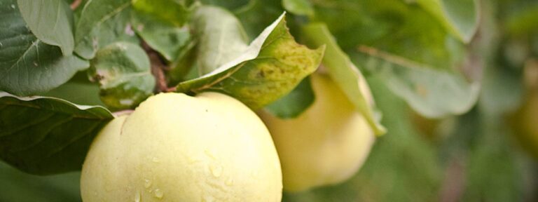 gelbe Äpfel an Baum