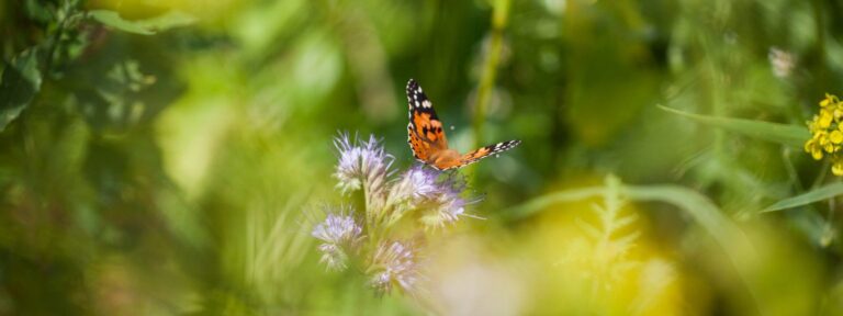 Schmetterling auf Blume
